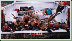 Pheasant & Grouse Hunting
